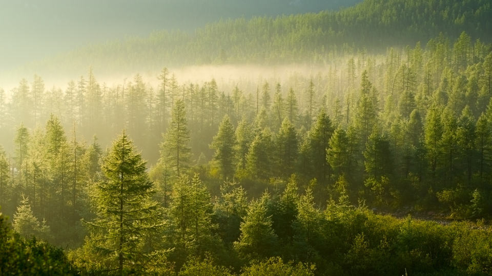 Symphonic poems: fairy tales, legends, and impressions of nature